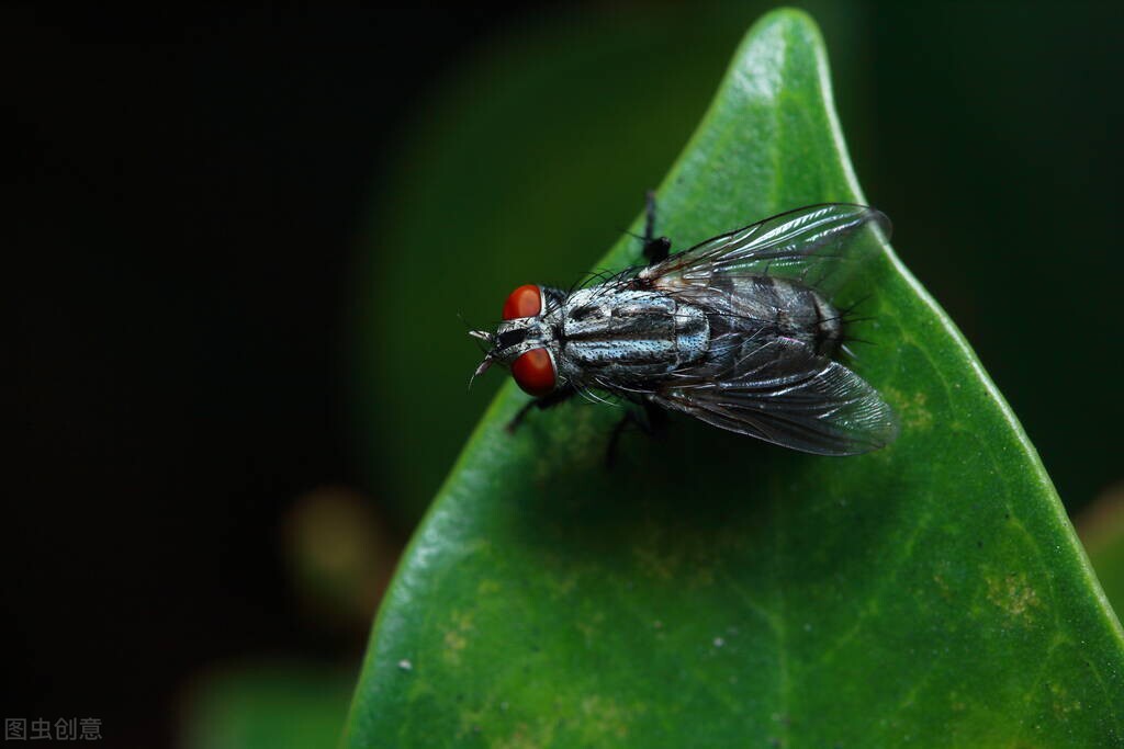 家里有苍蝇怎么消灭最有效方法,灭苍蝇小妙招大全100种