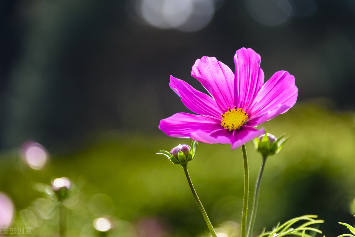 魑魅和魍魉是什么,魑魅魍魉什么区别