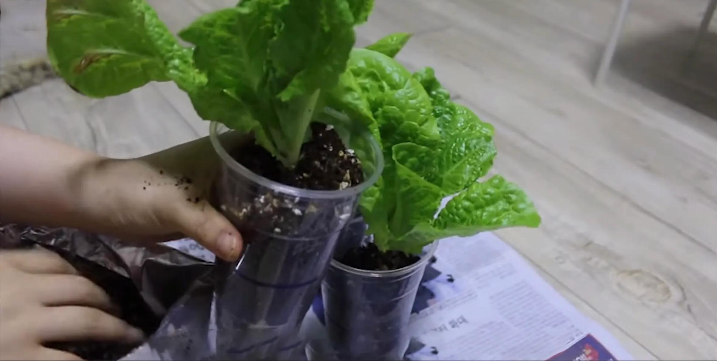 韩国最会省钱女孩，每天平均吃饭只花1块多，花4年买上房