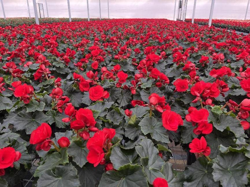 年宵花市场火热,鲁西南花卉市场有什么