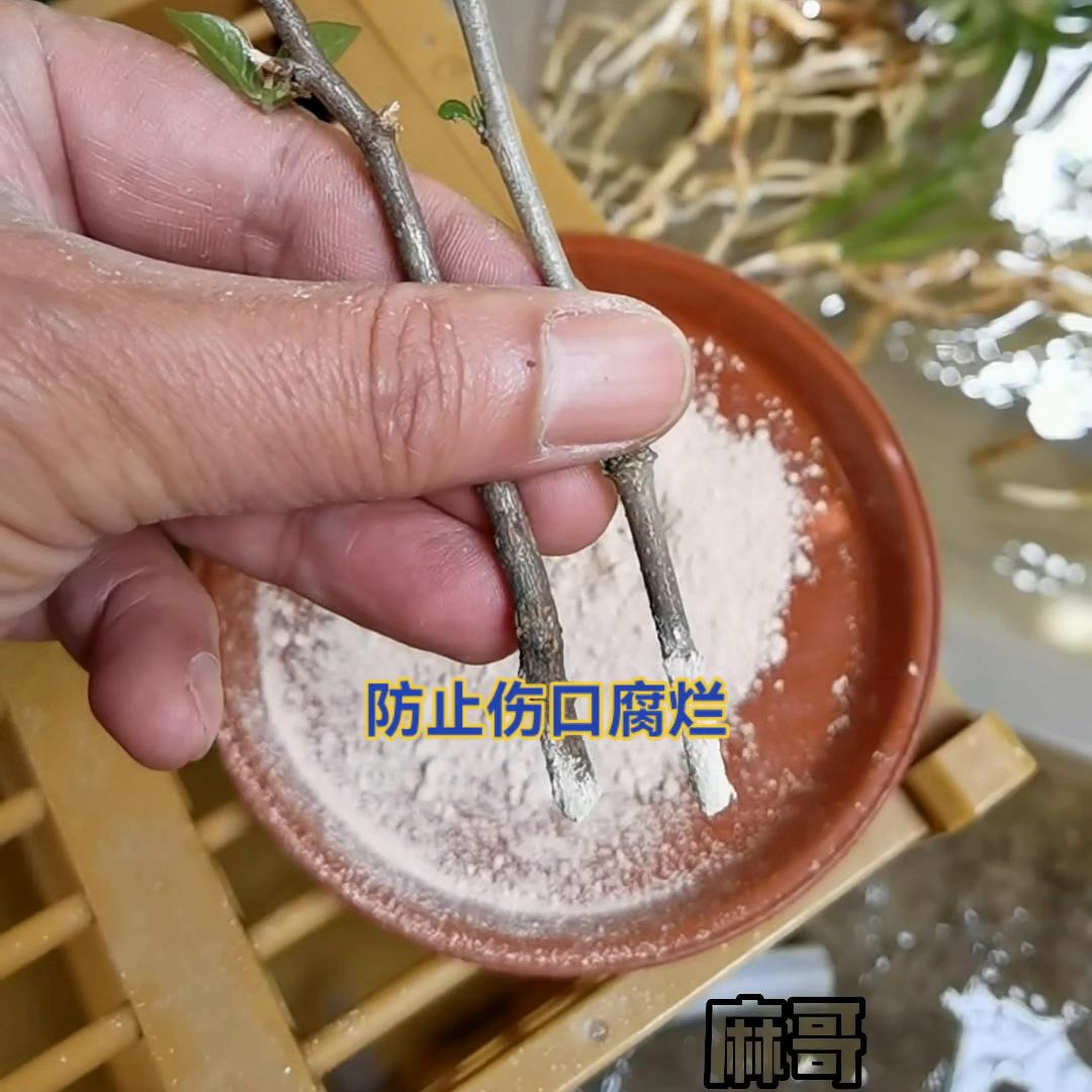 养花杀菌多菌灵,花卉怎样使用多菌灵杀菌