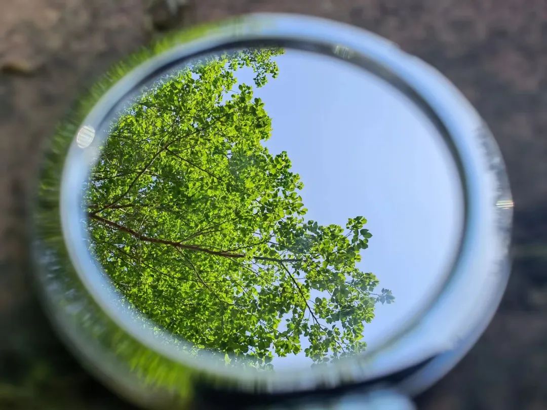 一探究“镜”!共赏镜子里的山中医