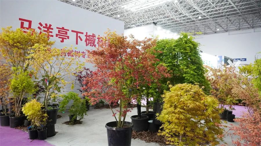 镇店之宝被抢购，“亚洲最美花展”上盆栽“吸睛”又“吸金”