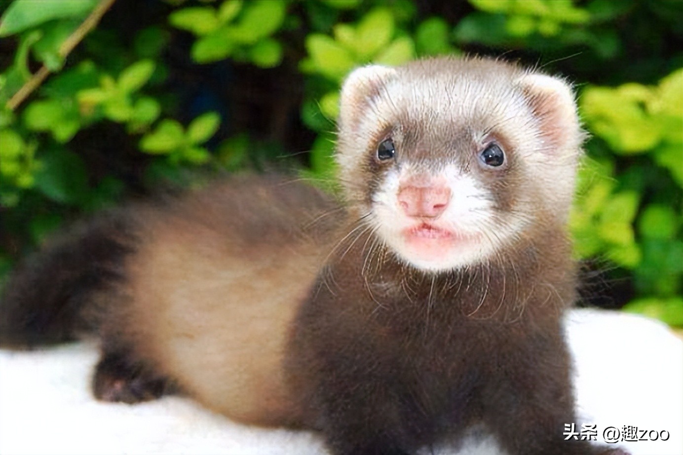 安格鲁貂多久才认主人,安格鲁貂多久能和主人熟悉