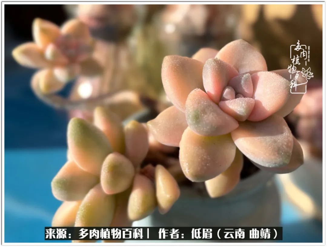 玉露多肉冬季分盆,玉露多肉怎样才能晶莹剔透