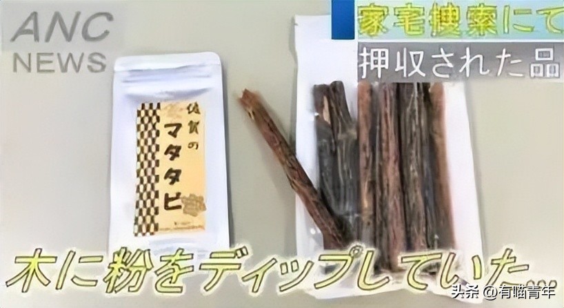 非洲雄狮打群架,俄罗斯战斗民族跟狮子打架