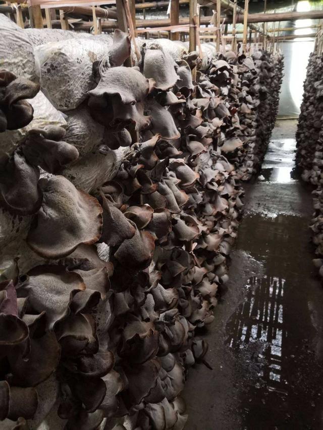 野生木耳与人工种植有什么区别,木耳是咋样种植在树上视频