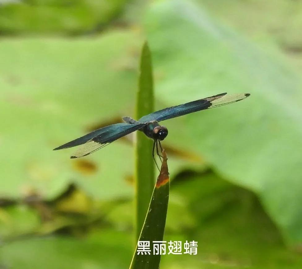 豆娘和蜻蜓是一个物种吗,蜻蜓和豆娘生长过程一样吗