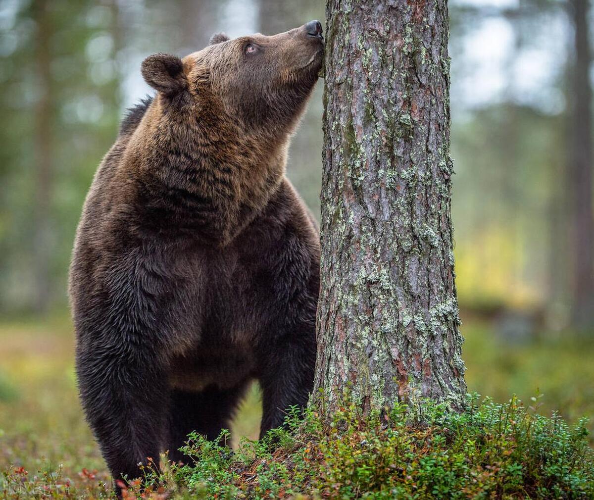 边防侦察兵斗狼群的故事,边防兵对战狼群的故事