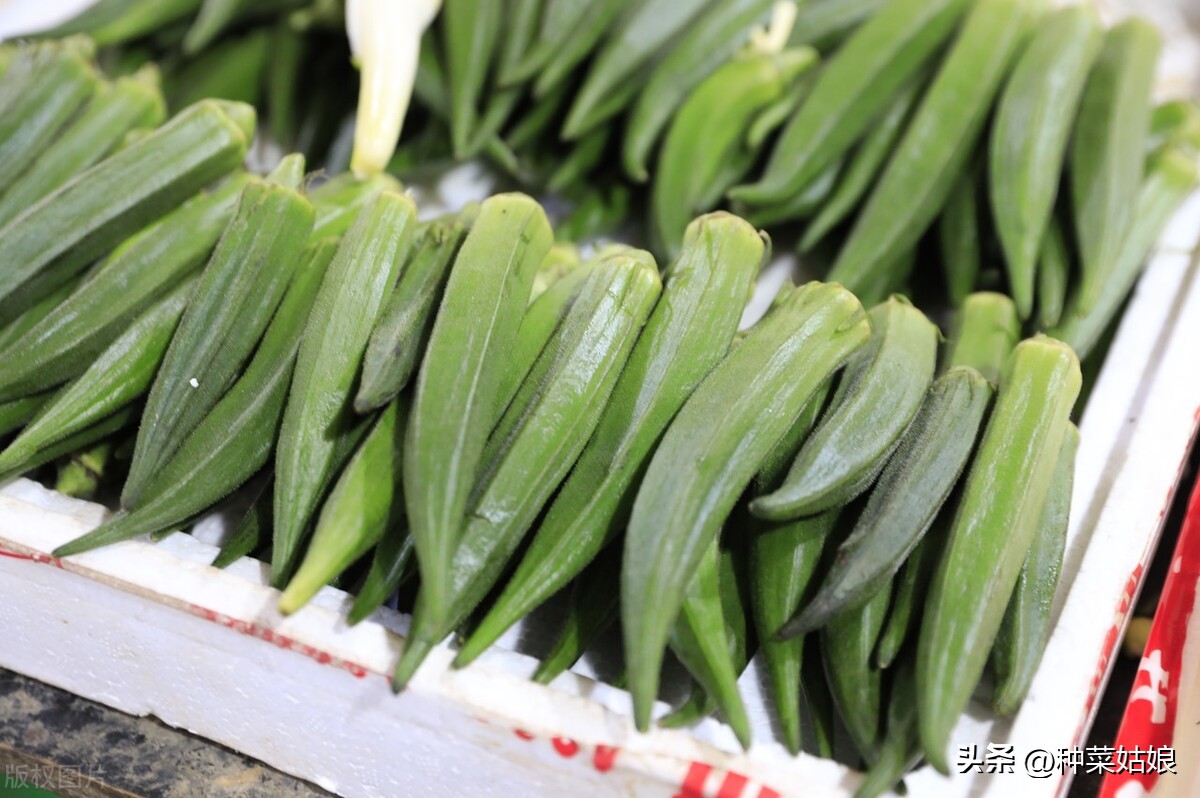 秋葵怎样浇水施肥,移栽秋葵苗后怎么浇水施肥