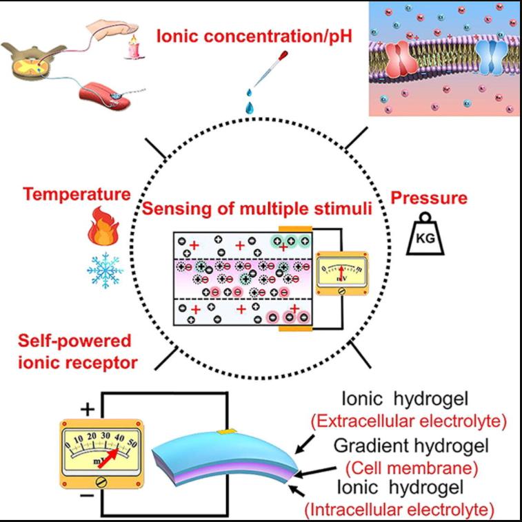青岛大学隋坤艳教授团队在自供电水凝胶离子皮肤领域取得重要进展