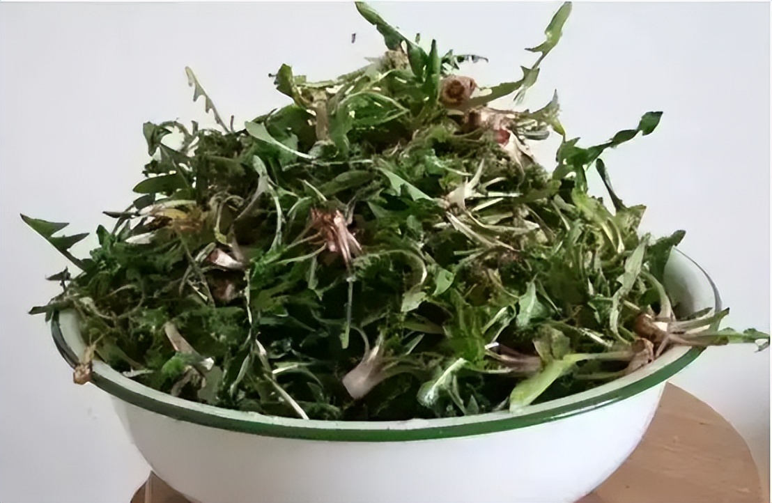 华人美国挖野菜，吃罚单？在纽约是这样挖蕨菜、韭菜、荠菜的