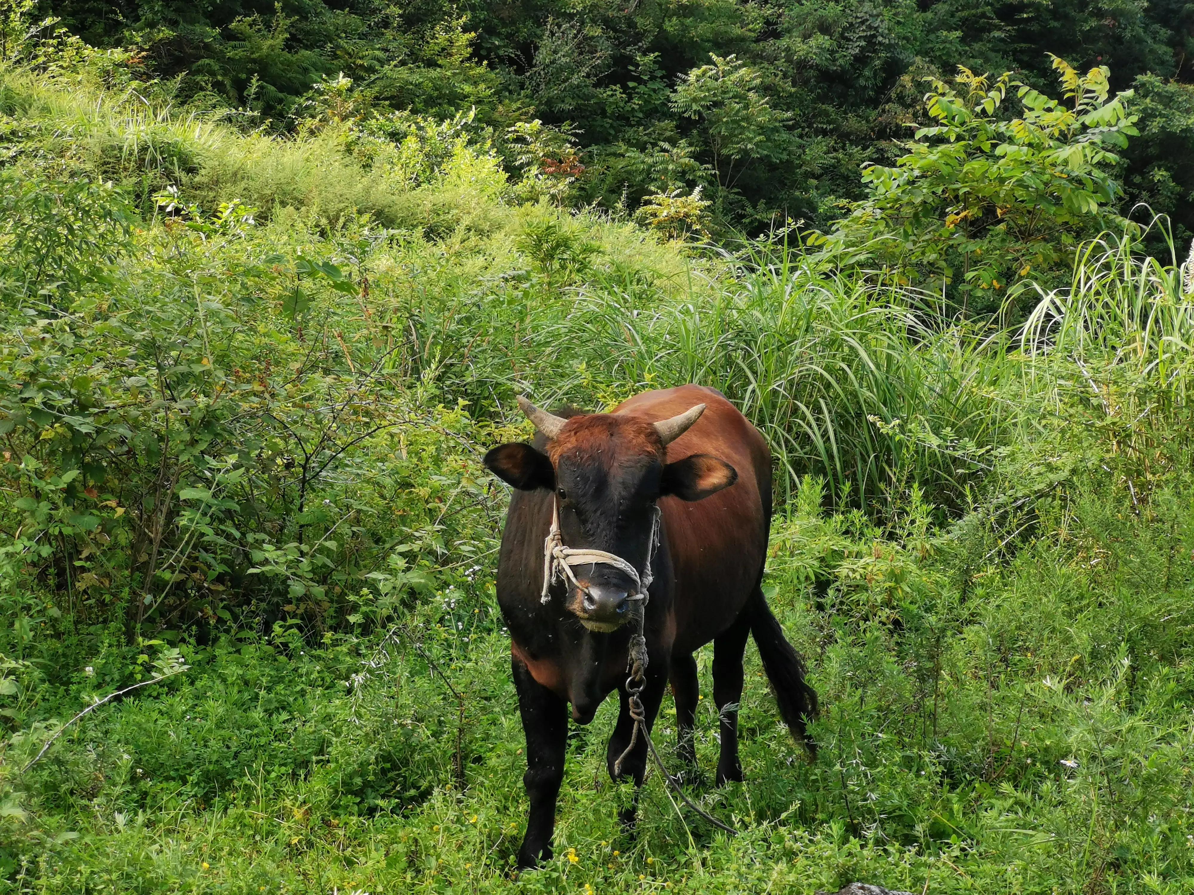 桐梓楚米避暑海拔高的地方,贵州桐梓楚米避暑哪家好