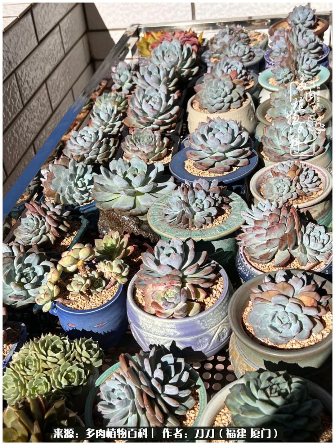 多肉夏季不好养品种有哪些,高花盆为什么养不好多肉