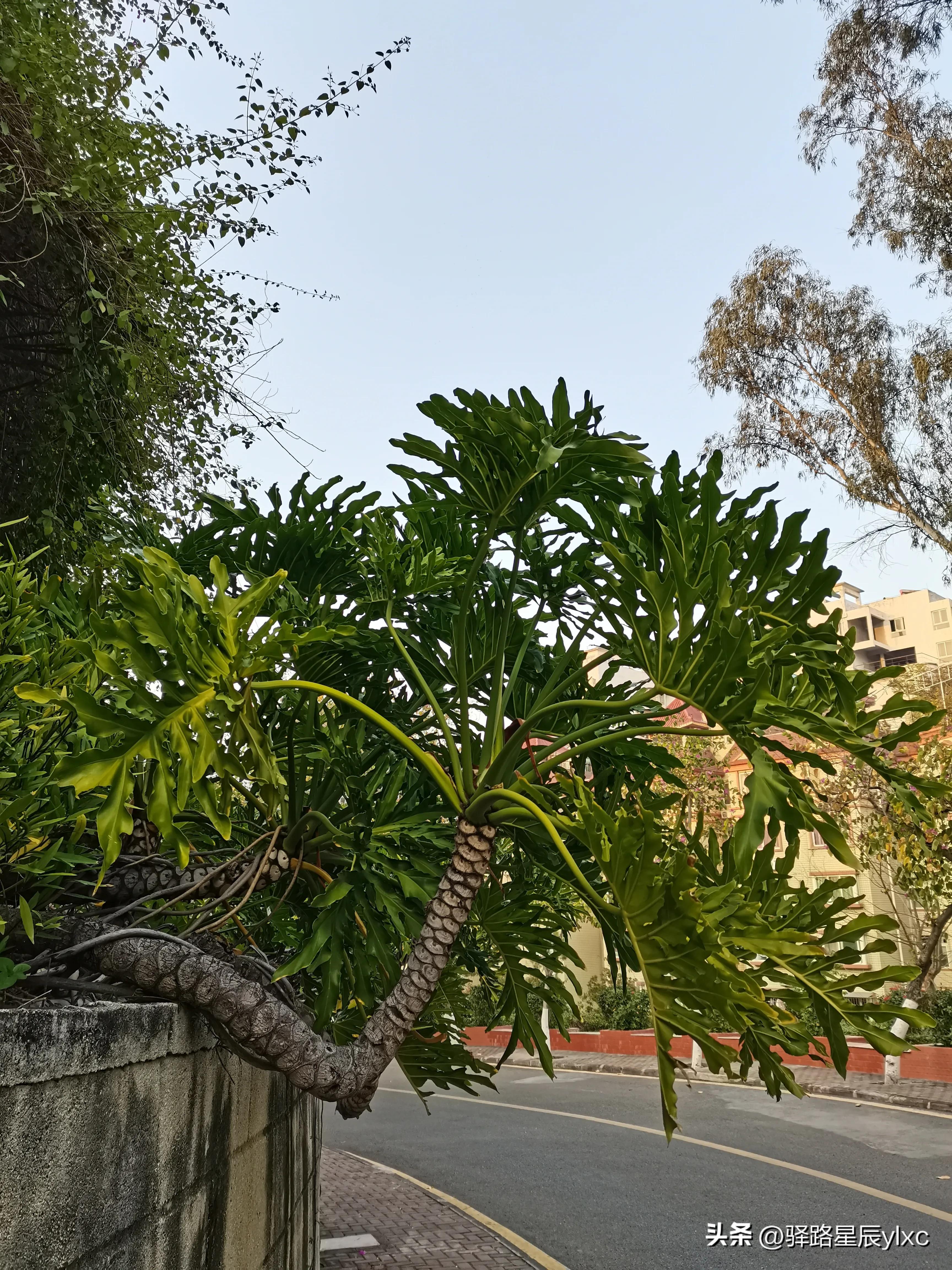 美丽攀枝花的照片,攀枝花街景视频