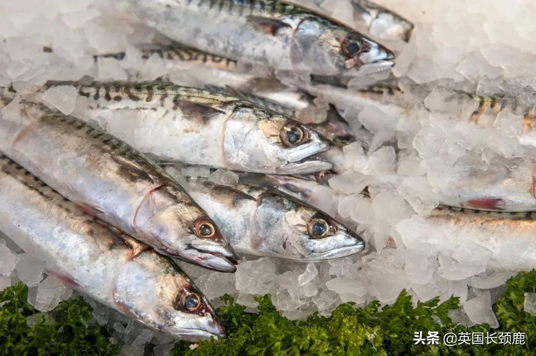 在英国怎么在网上买东西,英国海鲜刺身哪里买