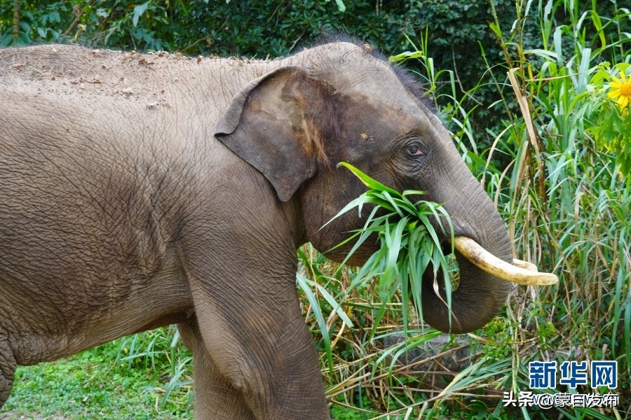 cop15大会高清图,cop15第二阶段会议有哪些人出席