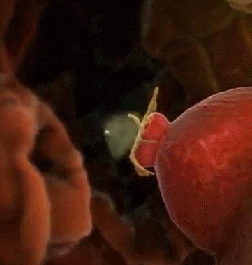 受孕最准确的特征,进入排卵期怎么判断已经排卵