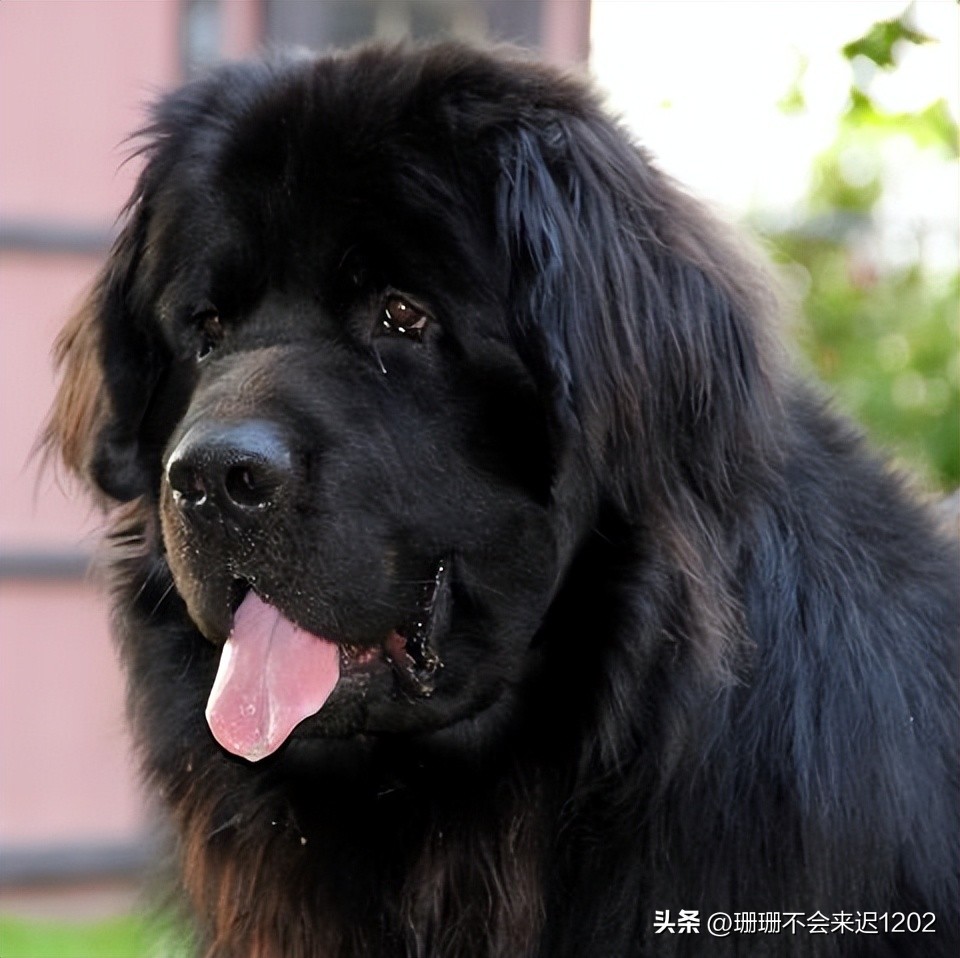 十种最适合家养的大型犬排名,适合家养的十大超大型犬类