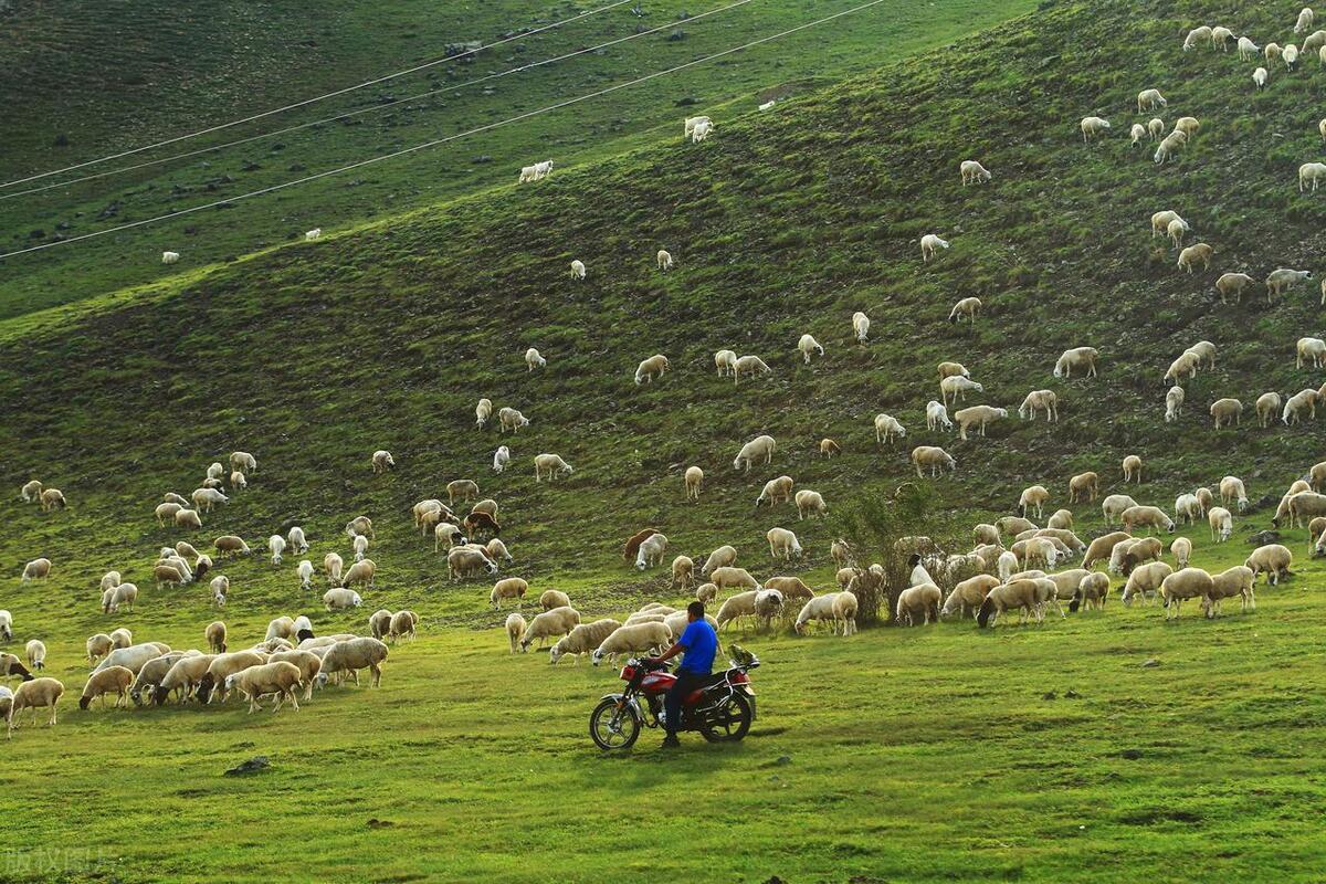 游牧业的生态与社会影响:跨学科综述与分析