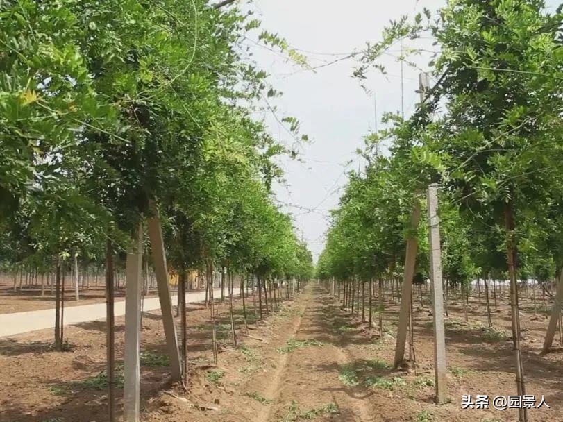 标杆房企园林景观工序,最新热销地产项目景观设计全解密