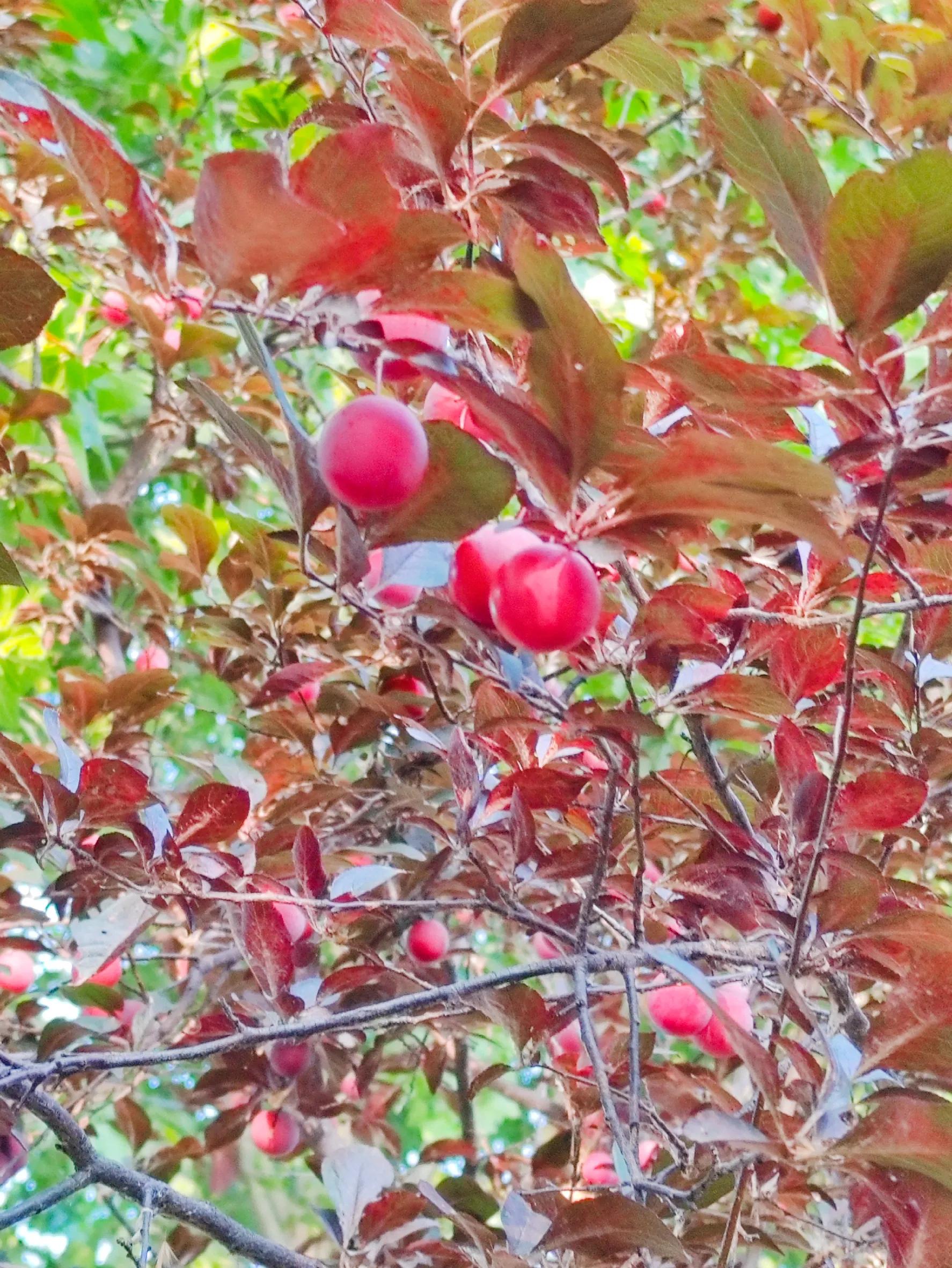 生日快乐图片,生日快乐专用视频