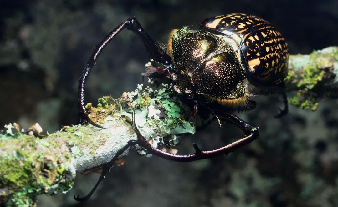 小红隼落难获救助,大妈救助一只红隼下集