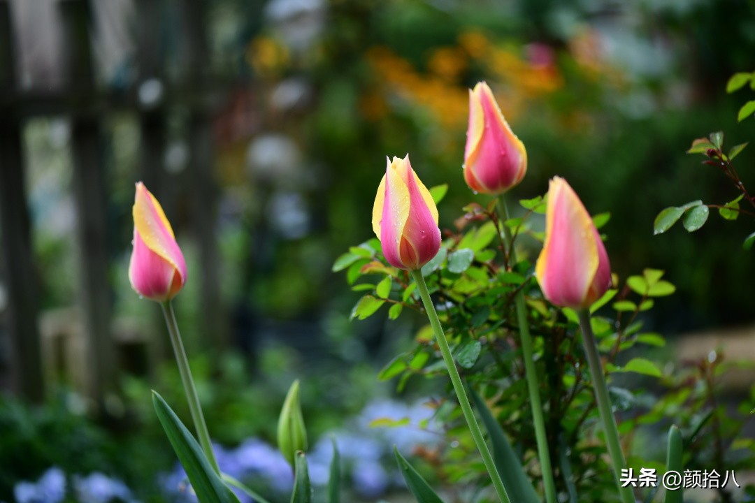 河马花园最耐阴植物,最漂亮的花园里的郁金香