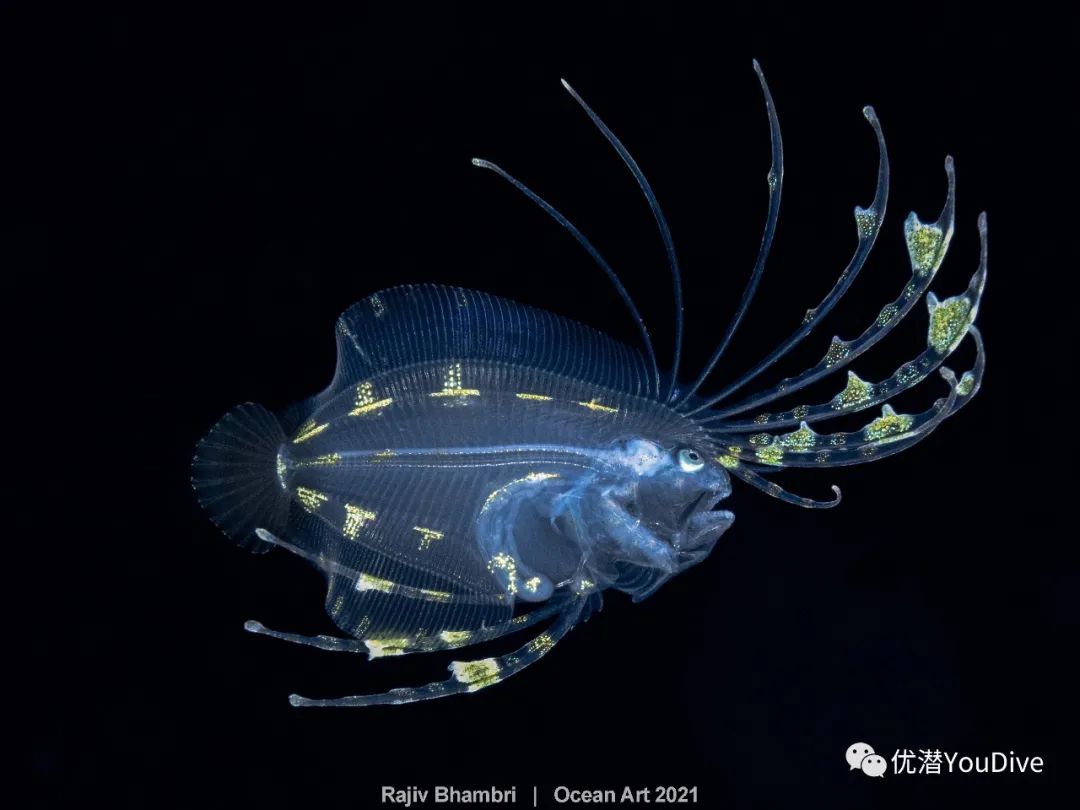 大海水下摄影作品欣赏,oceanart
