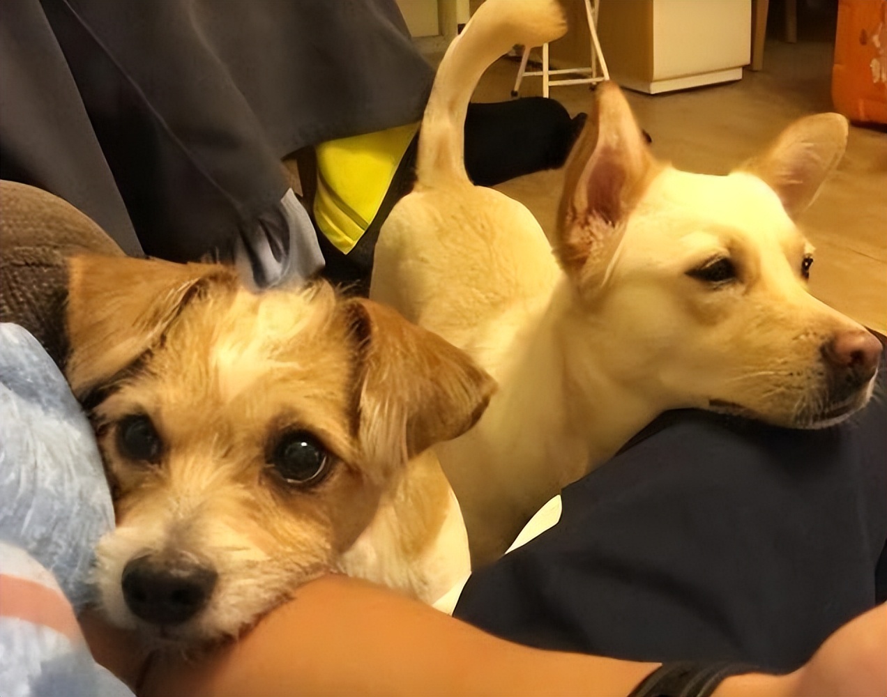 狗狗不停舔嘴巴舔鼻子,狗天天舔爪子舔的很脏