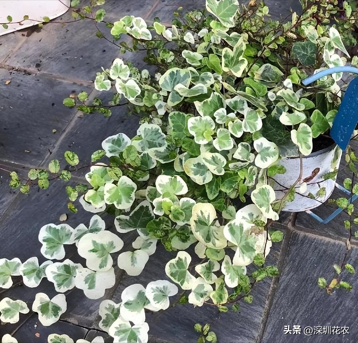 吸收甲醛的最好植物长藤,净化空气最佳植物常春藤