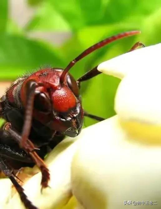 虎头蜂在哪里泛滥成灾,大窝虎头蜂