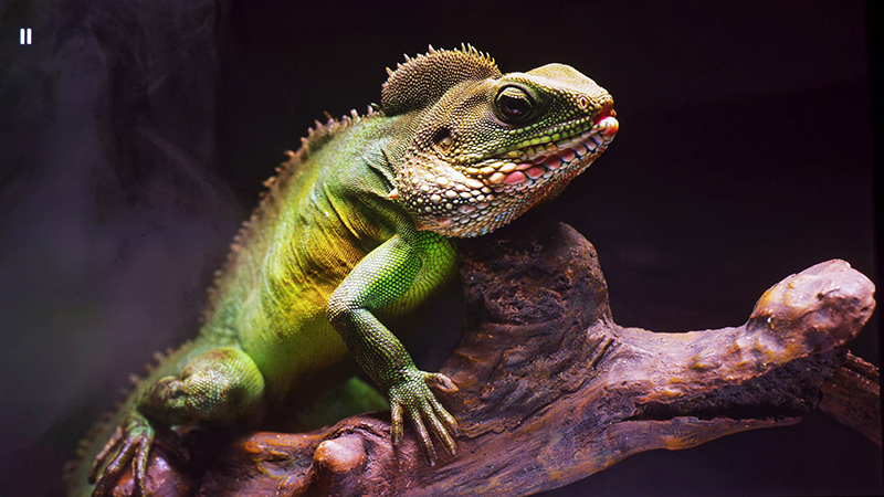 【鉴赏】Spectro（斯贝特仑投影幕）SP150FRTW-P140：充分展现韩国一线品牌的卓越品质