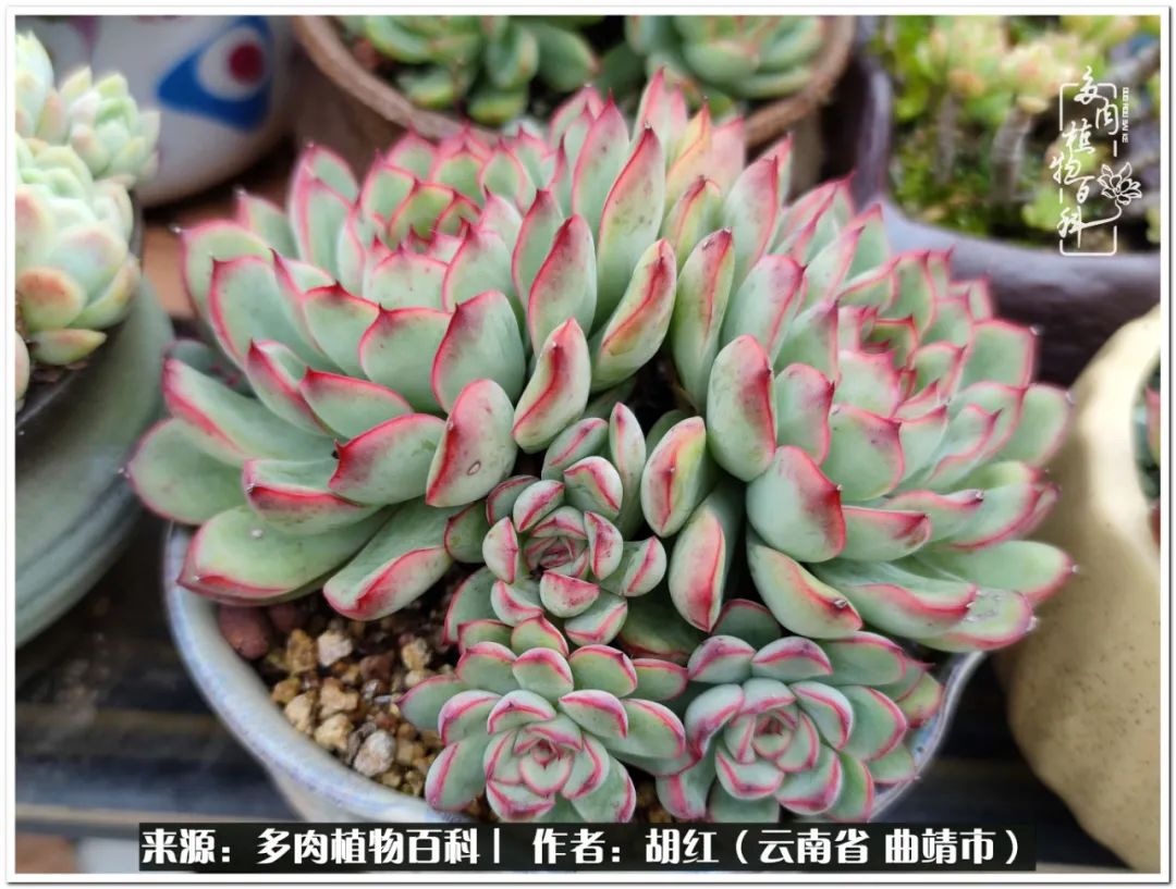 多肉植物里的糖,多肉生活的调味剂