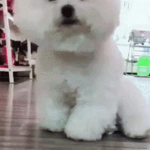 比熊尾巴下垂是什么病,比熊眼圈发红是什么病