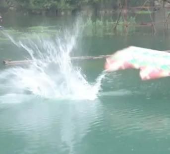 万尾鱼苗离奇失踪,鱼苗死亡鱼苗老板有责任吗