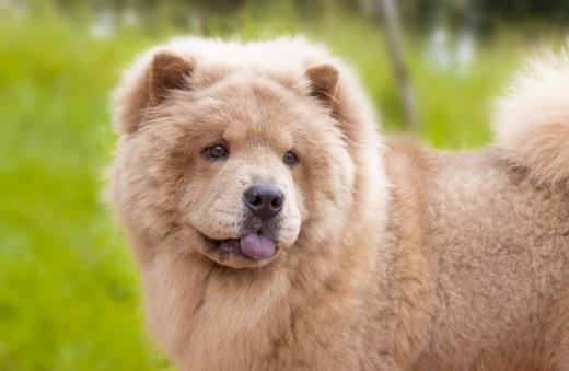 松狮犬的正确养法,松狮如何培养生活习惯