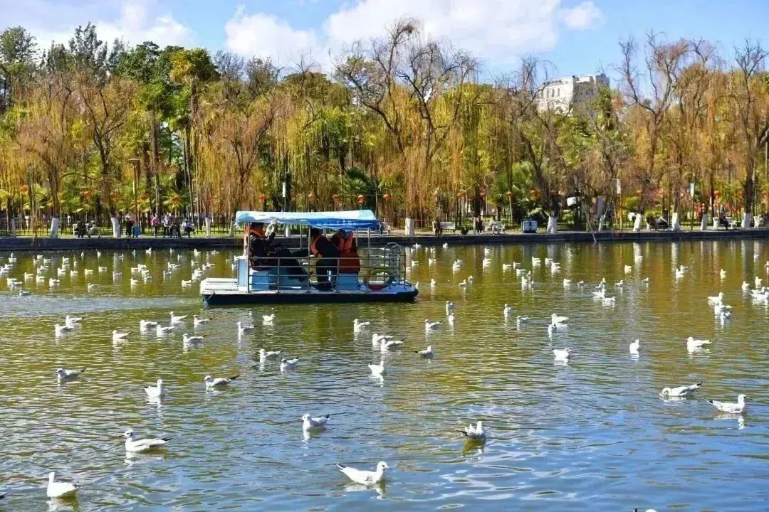 开了！开了！昆明陷入樱花海，粉色海洋铺天盖来袭