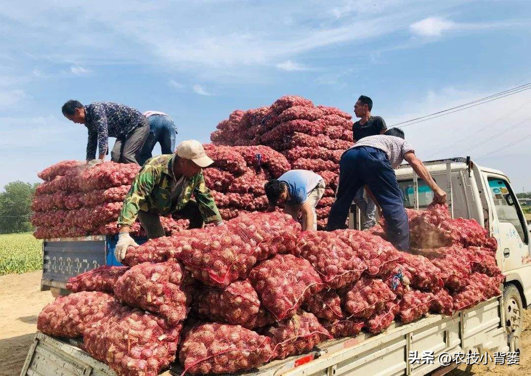 种植大量的大蒜怎么储藏,大蒜长期保鲜储存的正确方法