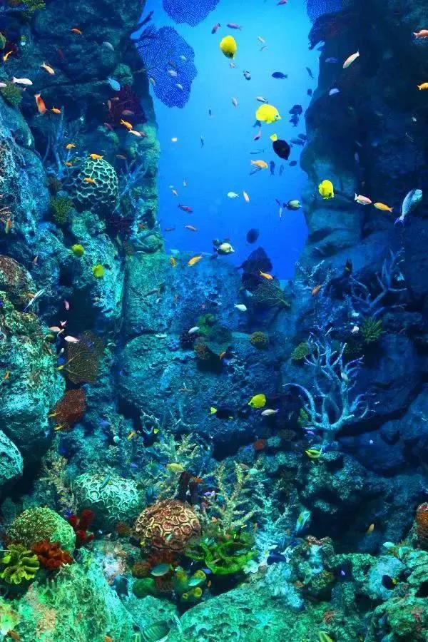 海底奇妙世界图片,海底世界的图片