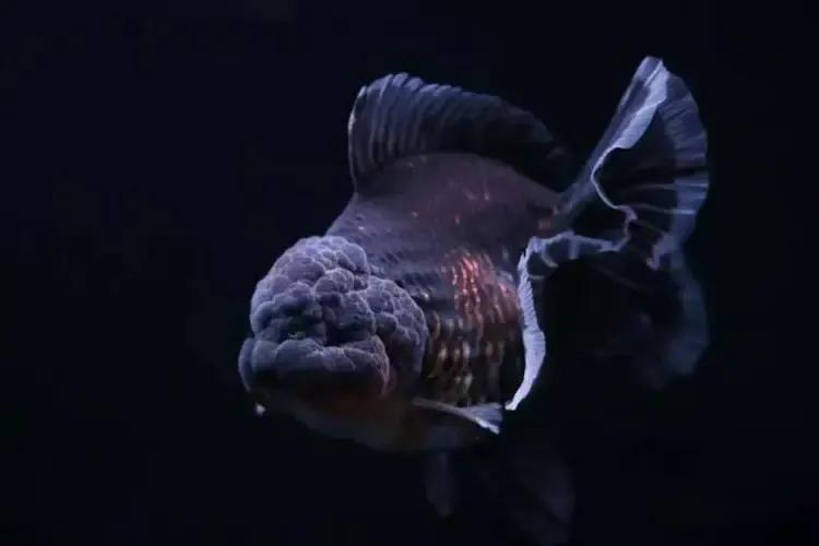 各种漂亮鱼的名称及图片,漂亮可爱的海水观赏鱼