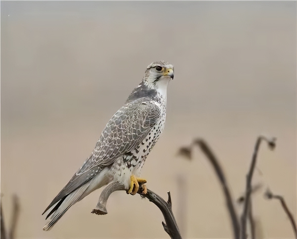 世界最奢侈的宠物狗,迪拜土豪的宠物鹰猎