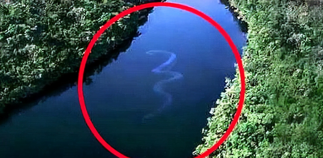 江苏射阳30米巨蟒,江苏射阳出现巨蟒了吗