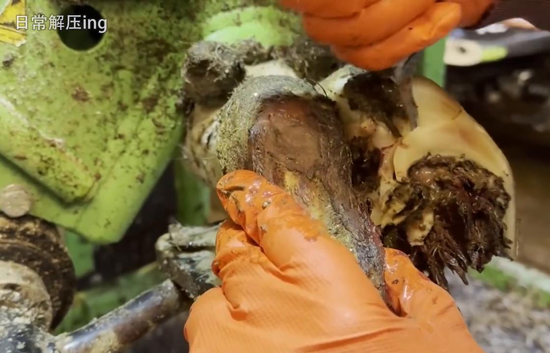 牛牛得了口蹄疫肉能吃吗,牛牛得了牛痘怎么治