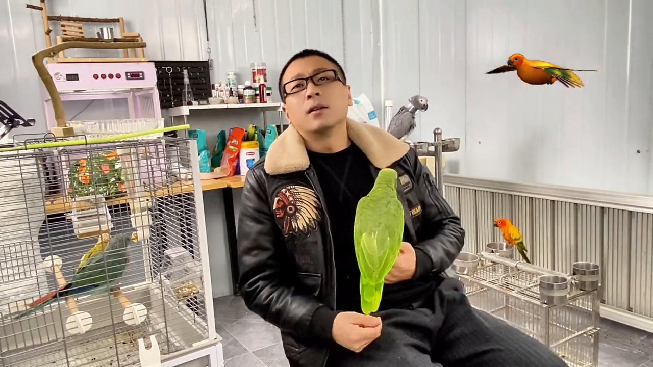 鹦鹉总是吵怎么办,鹦鹉爱吵
