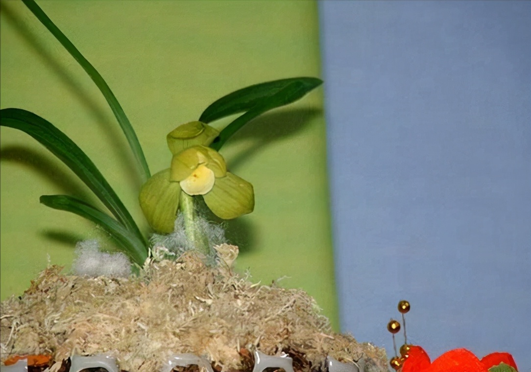 中国十大名贵兰花品种介绍,十大名贵兰花品种大全