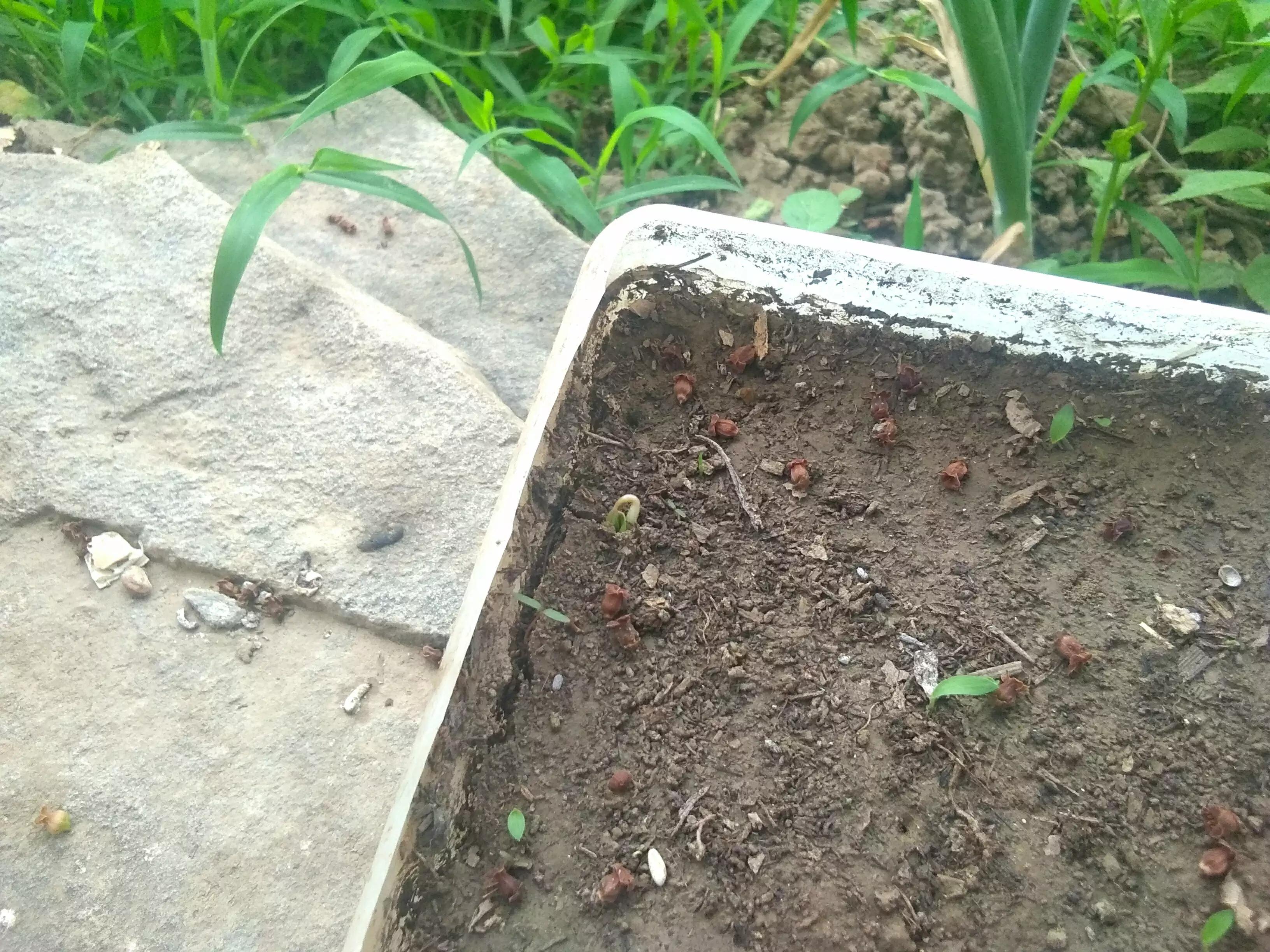 葡萄籽发芽了怎么办,葡萄籽发芽了第一年怎么打理