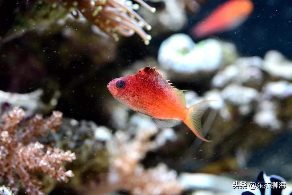 给鱼缸测ph值药水弄手上了,给海缸做体检