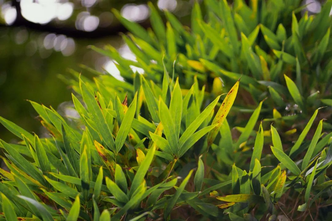 今日秋分丨秋实春华，草堂浮生