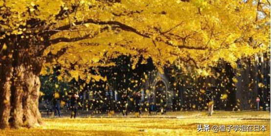 为什么东京大学能连霸日本第一高等学府？到底有何过人之处？